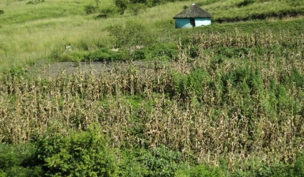 Pondo sativa affected by drought early flowering and left to dry out on plants.jpg