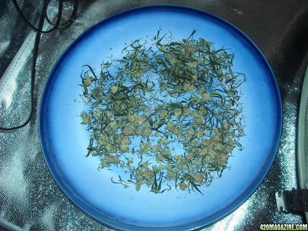 Popcorn buds and trimmed leaves