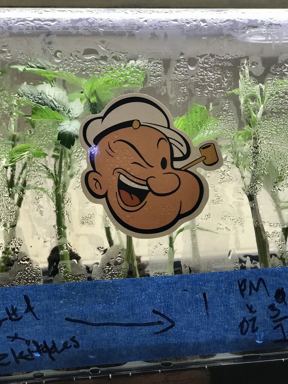 Popeye eats spinach