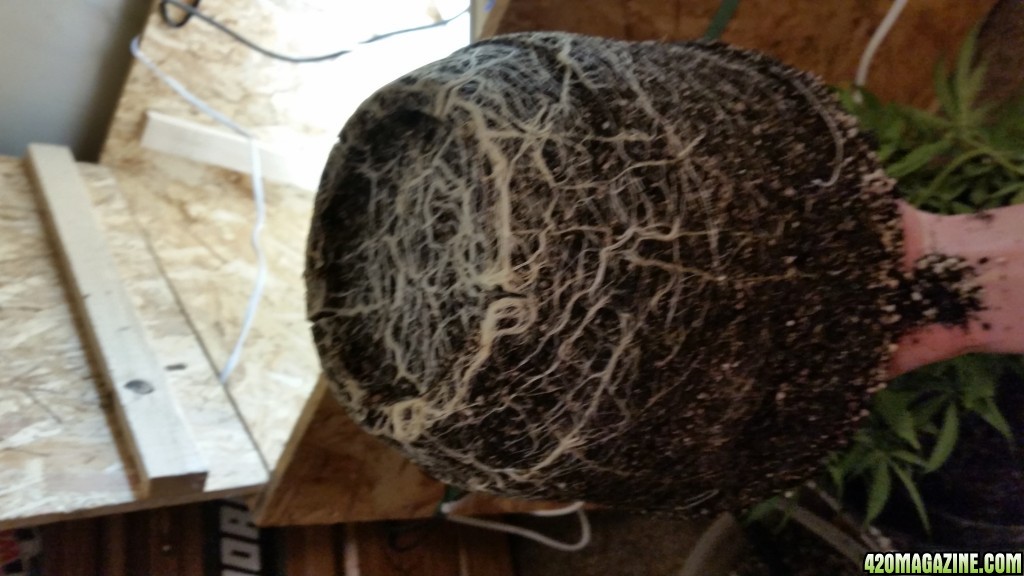 Posibly root bound before transplant