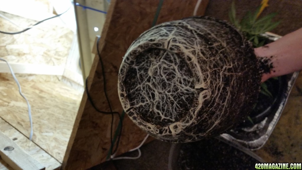 Posibly root bound before transplant