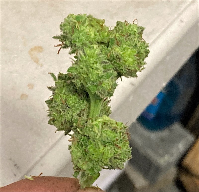 Post bud rot removal and trim RP.jpg