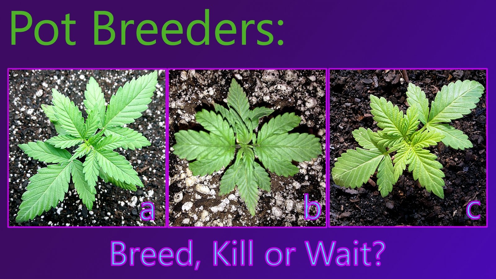 pot breeders- breed,kill, wait.jpg