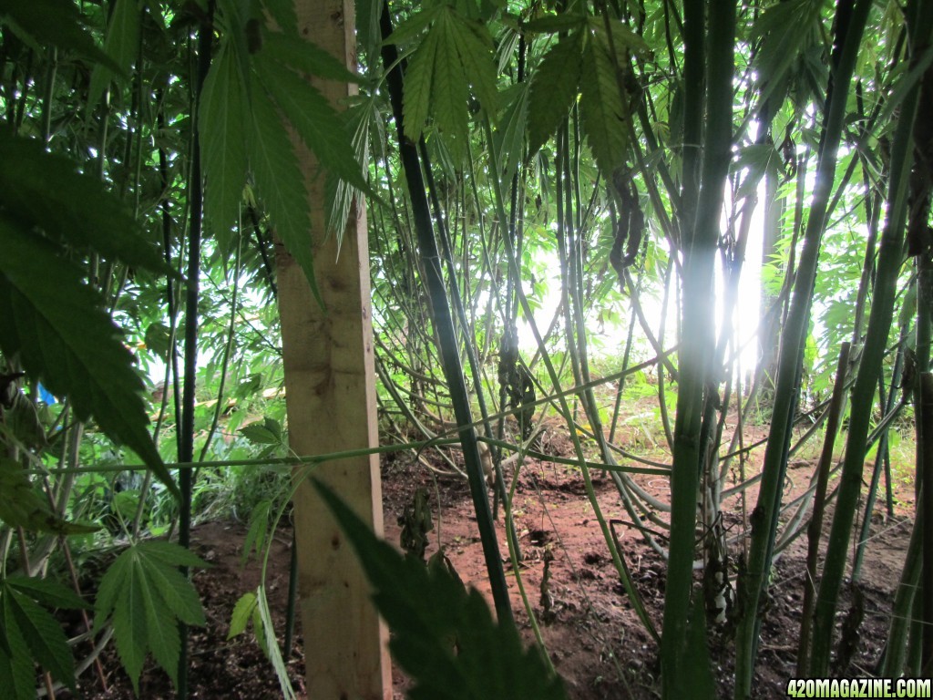 pot forest