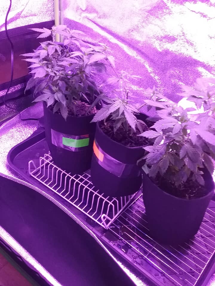 Pot pics - the girls 9 days here.jpg