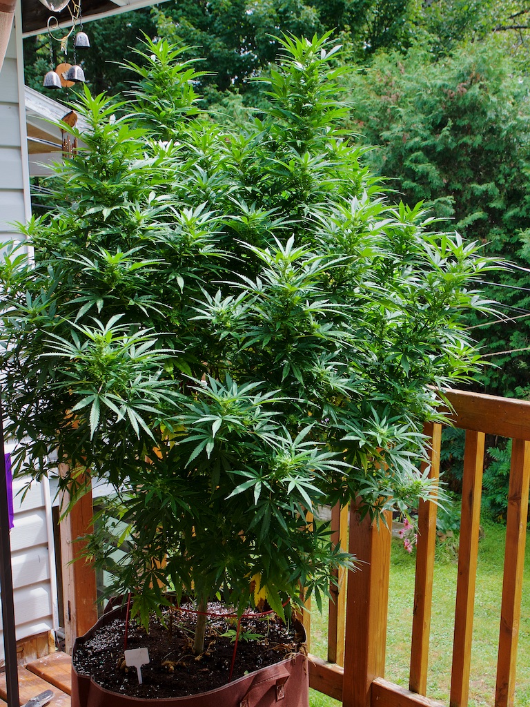 pot plant 2.jpg