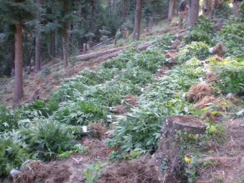 Pot_plantation_found_in_Oregon_forest_1_