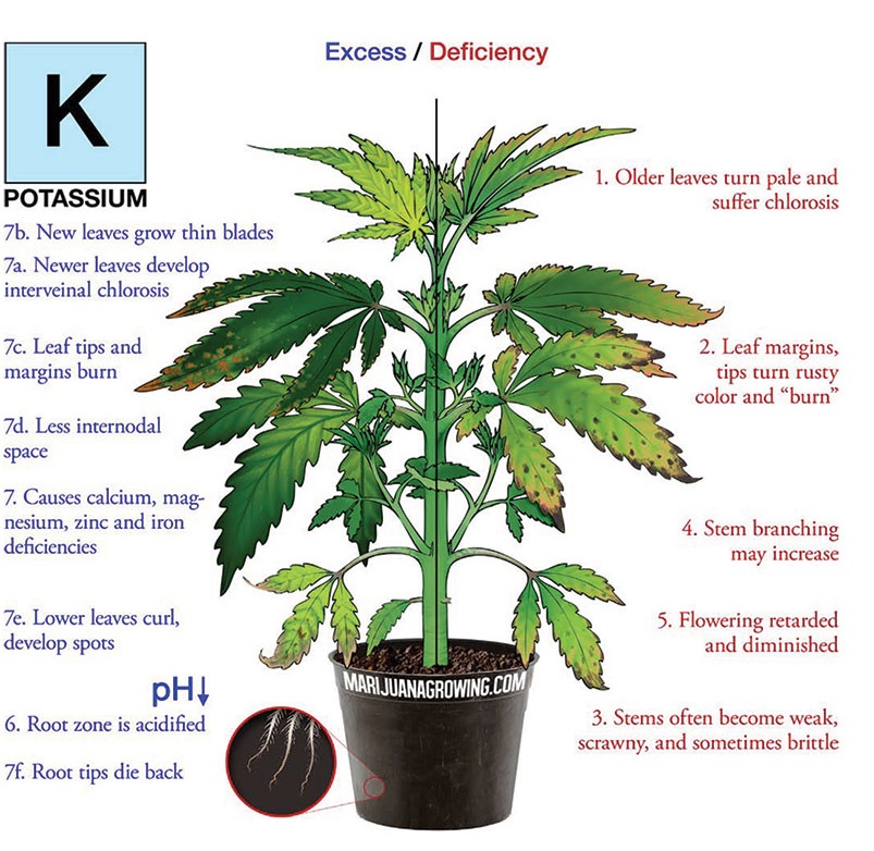 PotassiumKChart.jpg