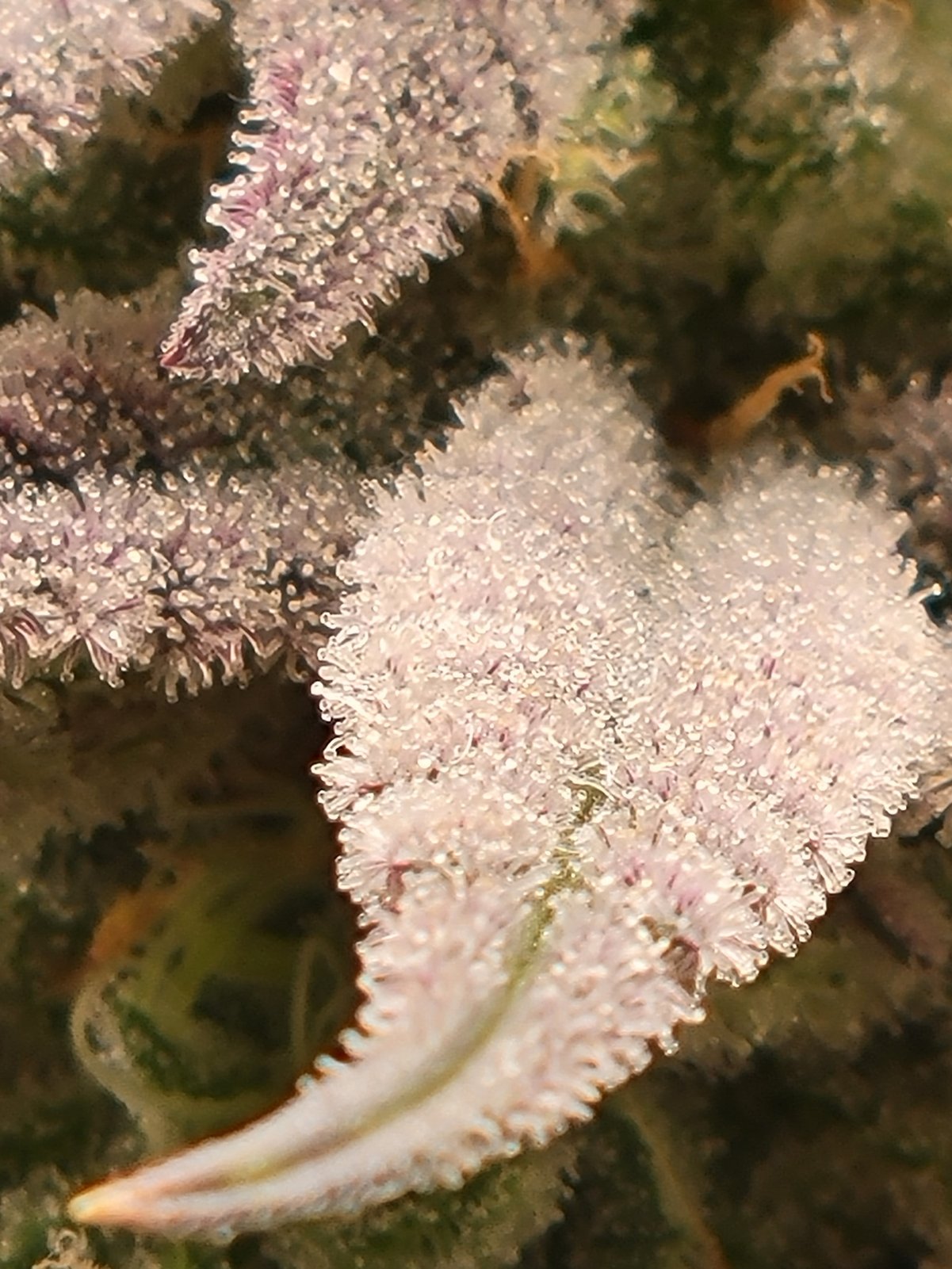 potent_high_THC_trichomes.jpg