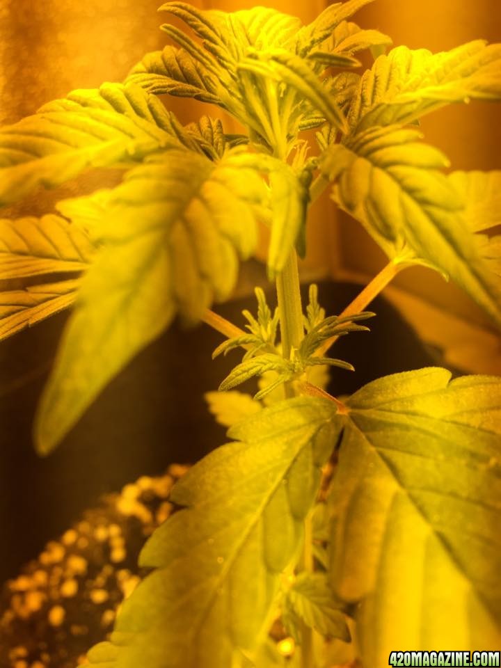 Potential pistils?