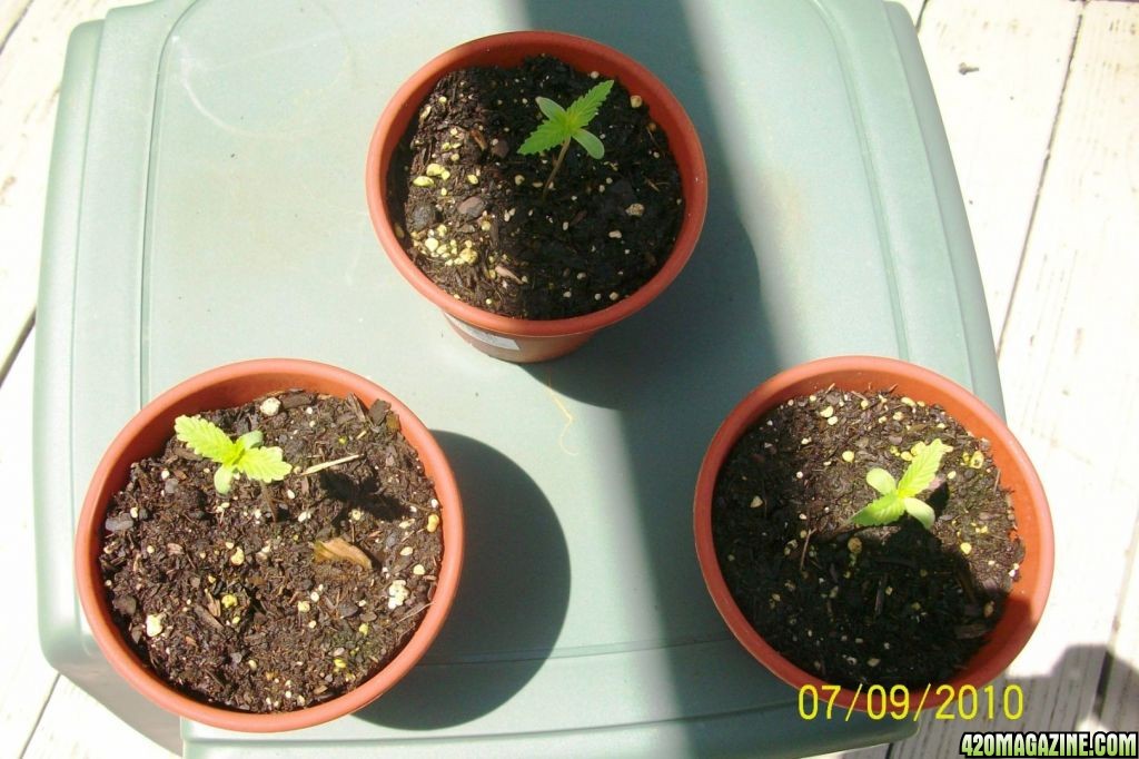 potted plants 8 days from planting sprouts