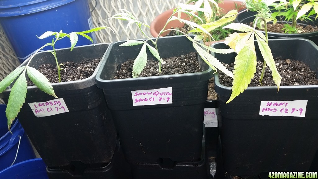 Potting clones