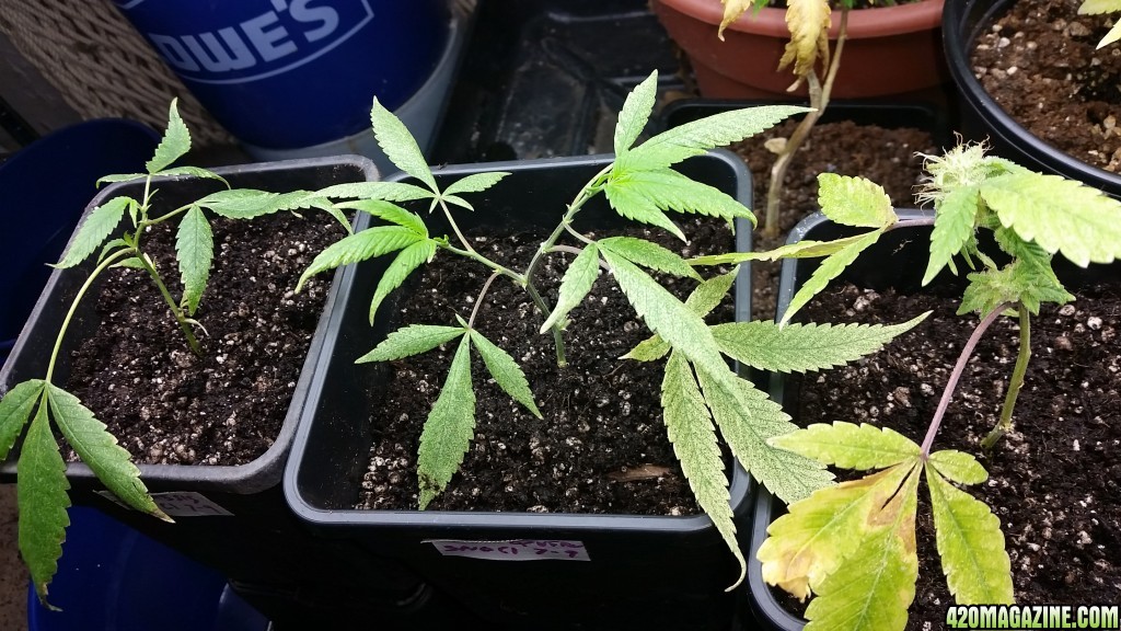 Potting clones