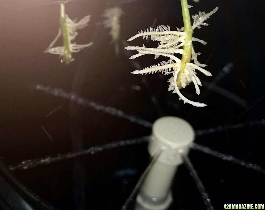 Potting clones