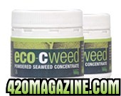 powdered eco-cweed seaweed concentrate