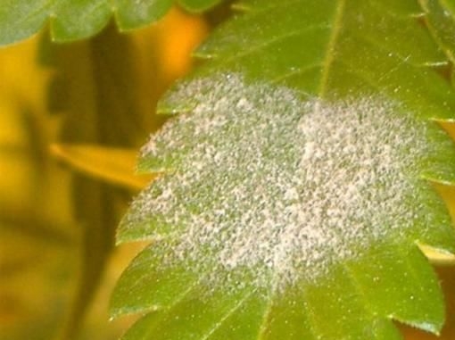 powdery-mildew_tnpcis.jpg