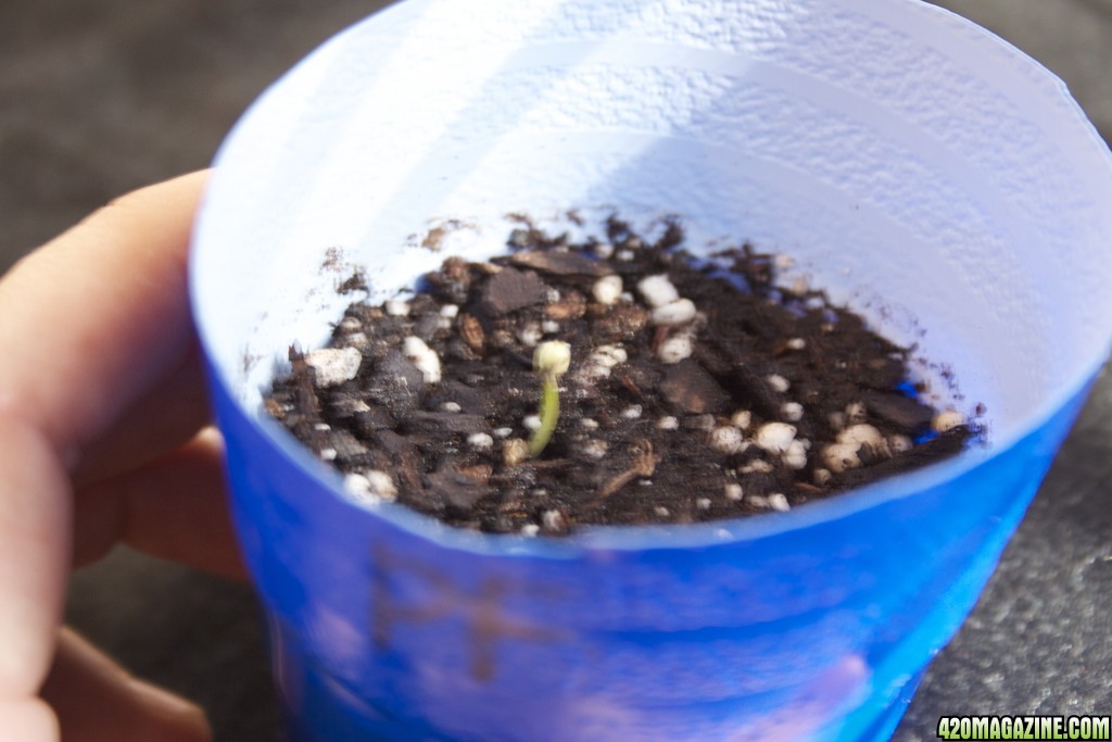 power flower day 8