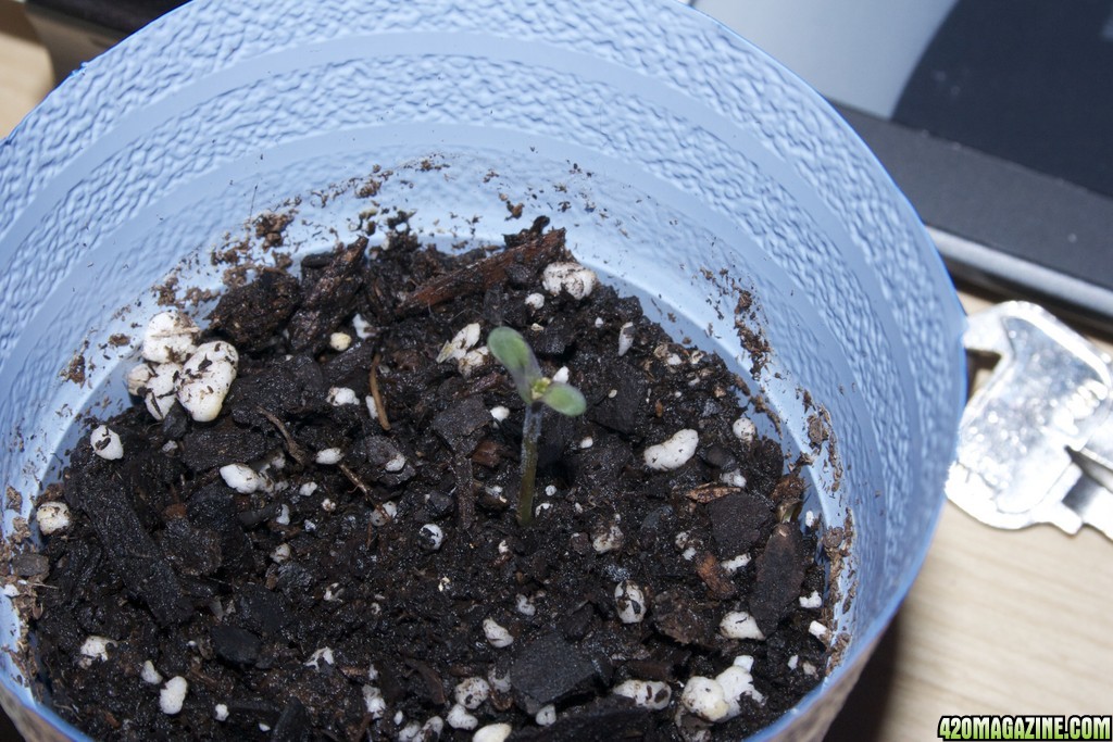 Power Flower Day 9