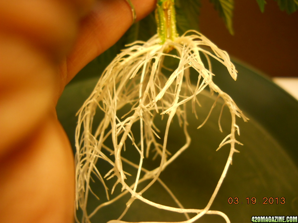 Power Skunk roots