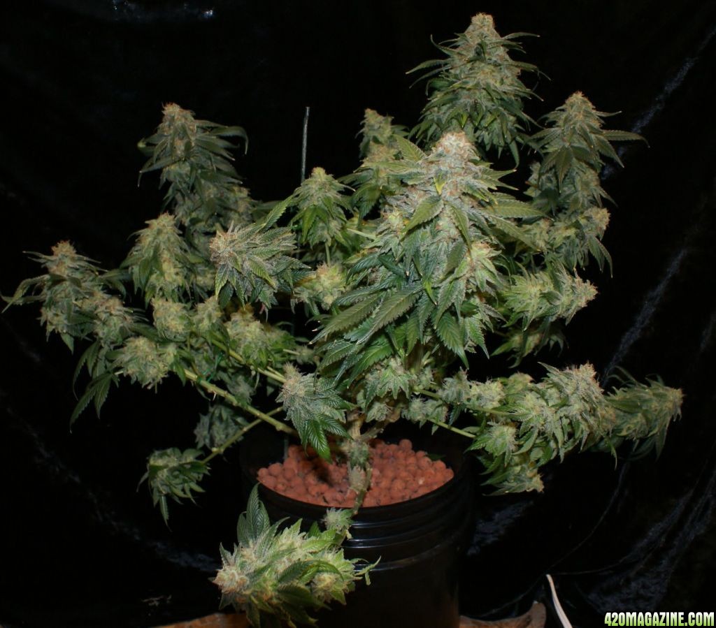 powerskunk4_day_60_flower