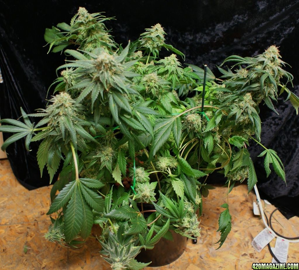 powerskunk_day_60_flower