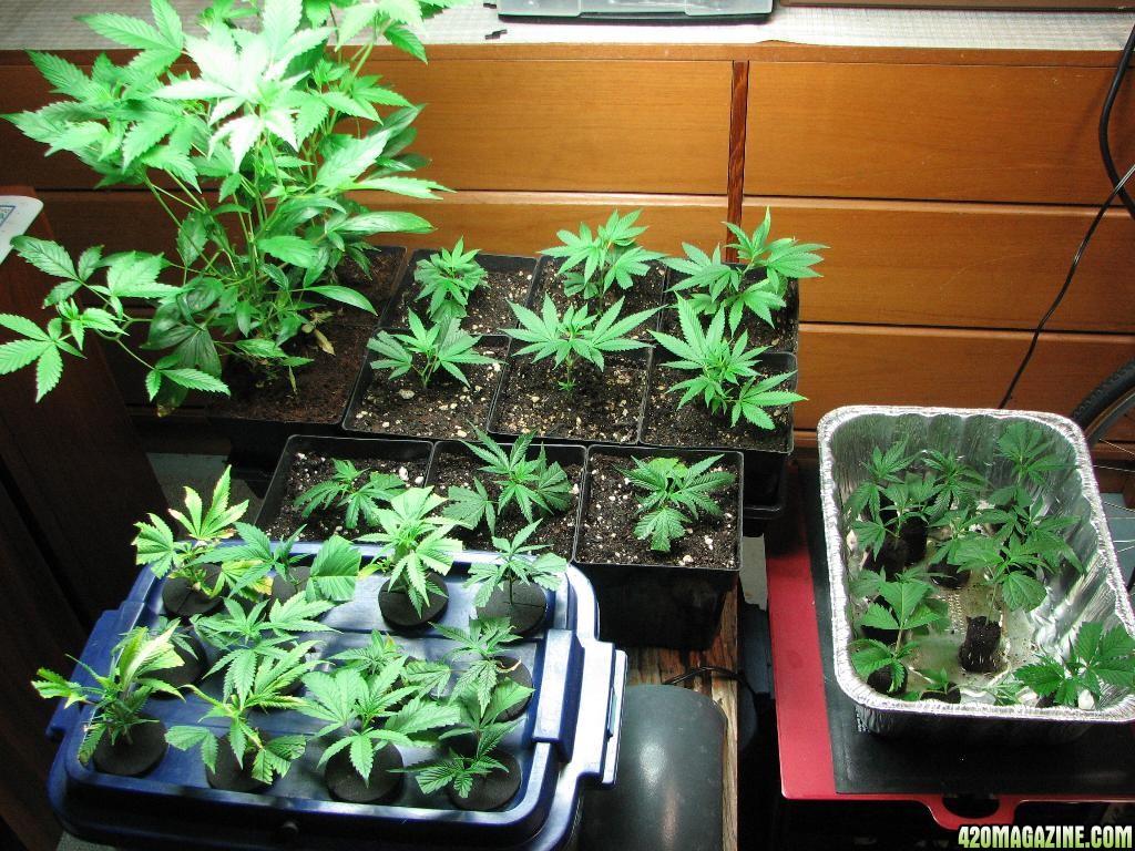 PPP &amp; Sunset Kush clones 10-17-10