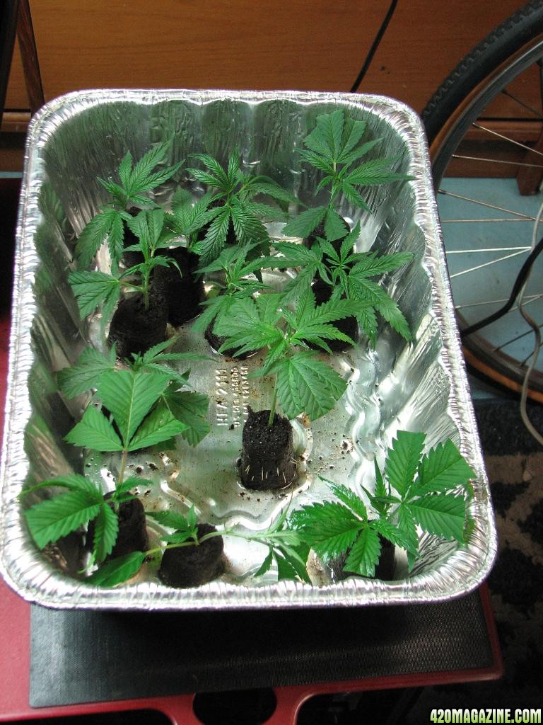 PPP &amp; Sunset Kush clones 10-17-10