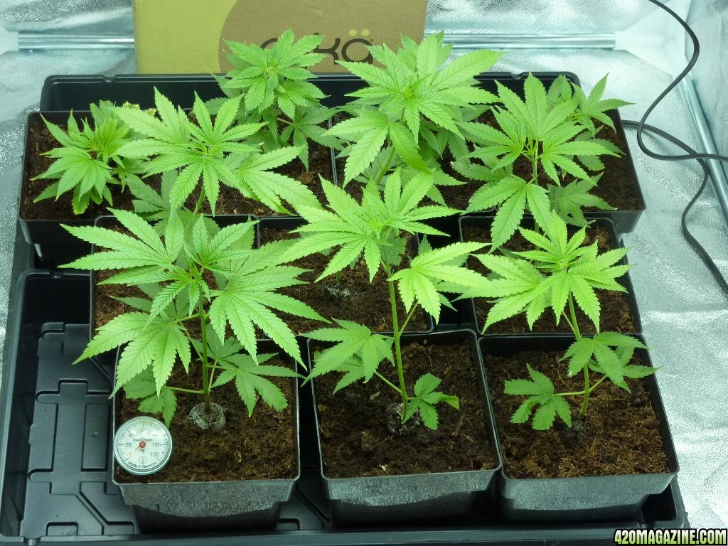 PPP &amp; VK clones 09-15-10