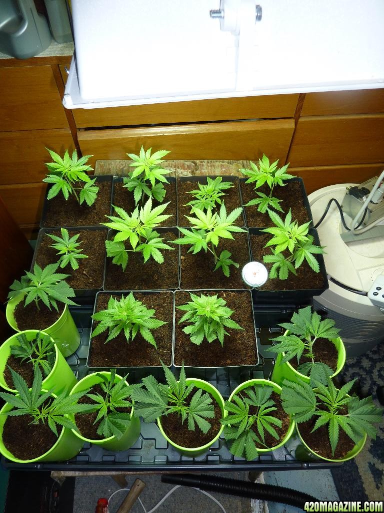 PPP &amp; VK clones