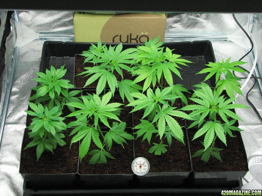 PPP clones 09-16-10