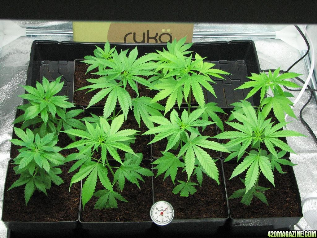 PPP clones 09-16-10