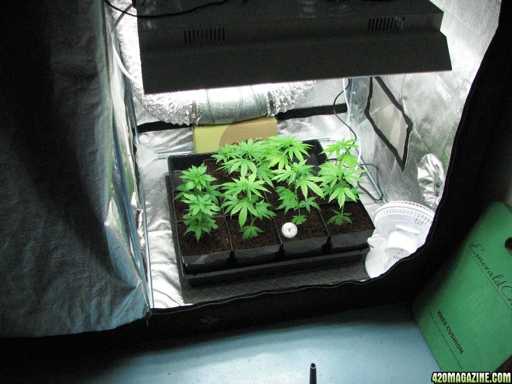 PPP clones 09-16-10