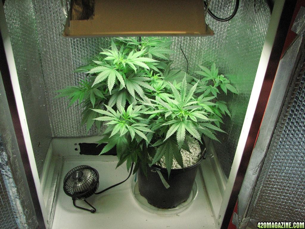 PPP clones 09-16-10