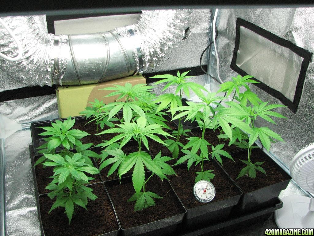 PPP clones 09-16-10