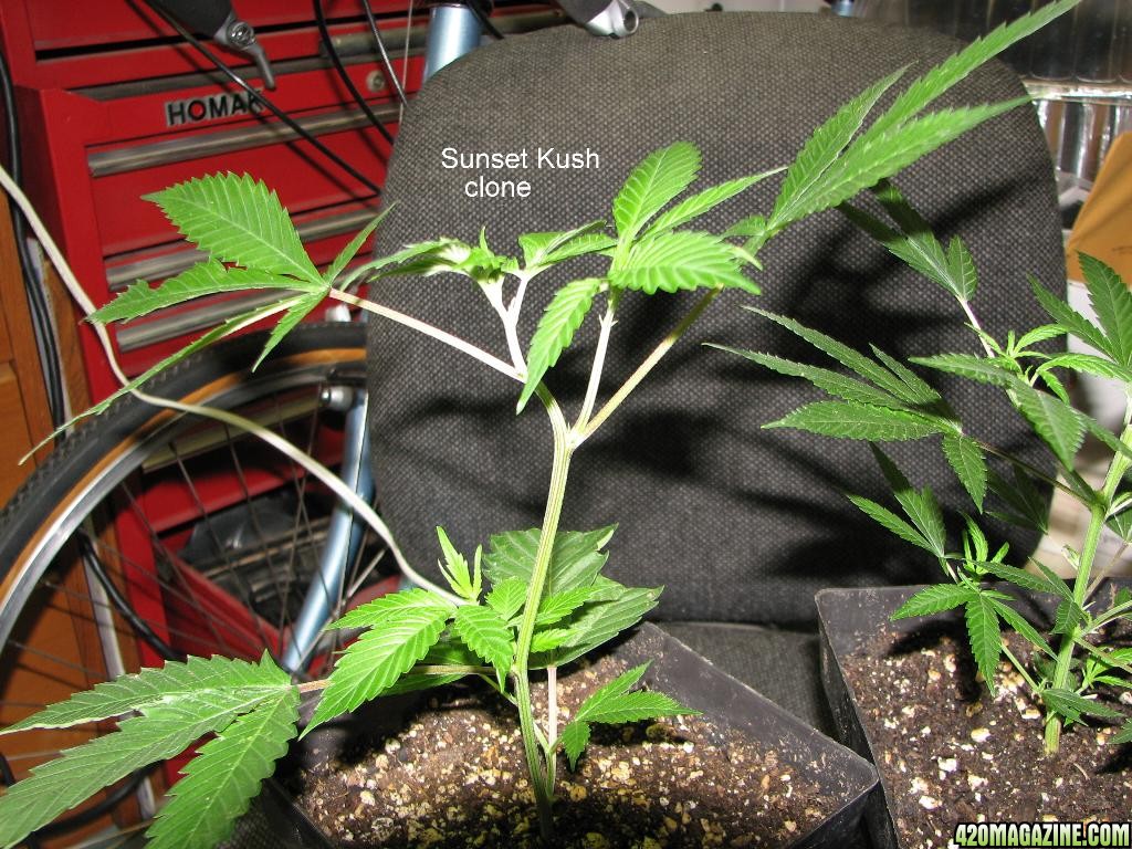 PPP vs Sunset Kush habitus