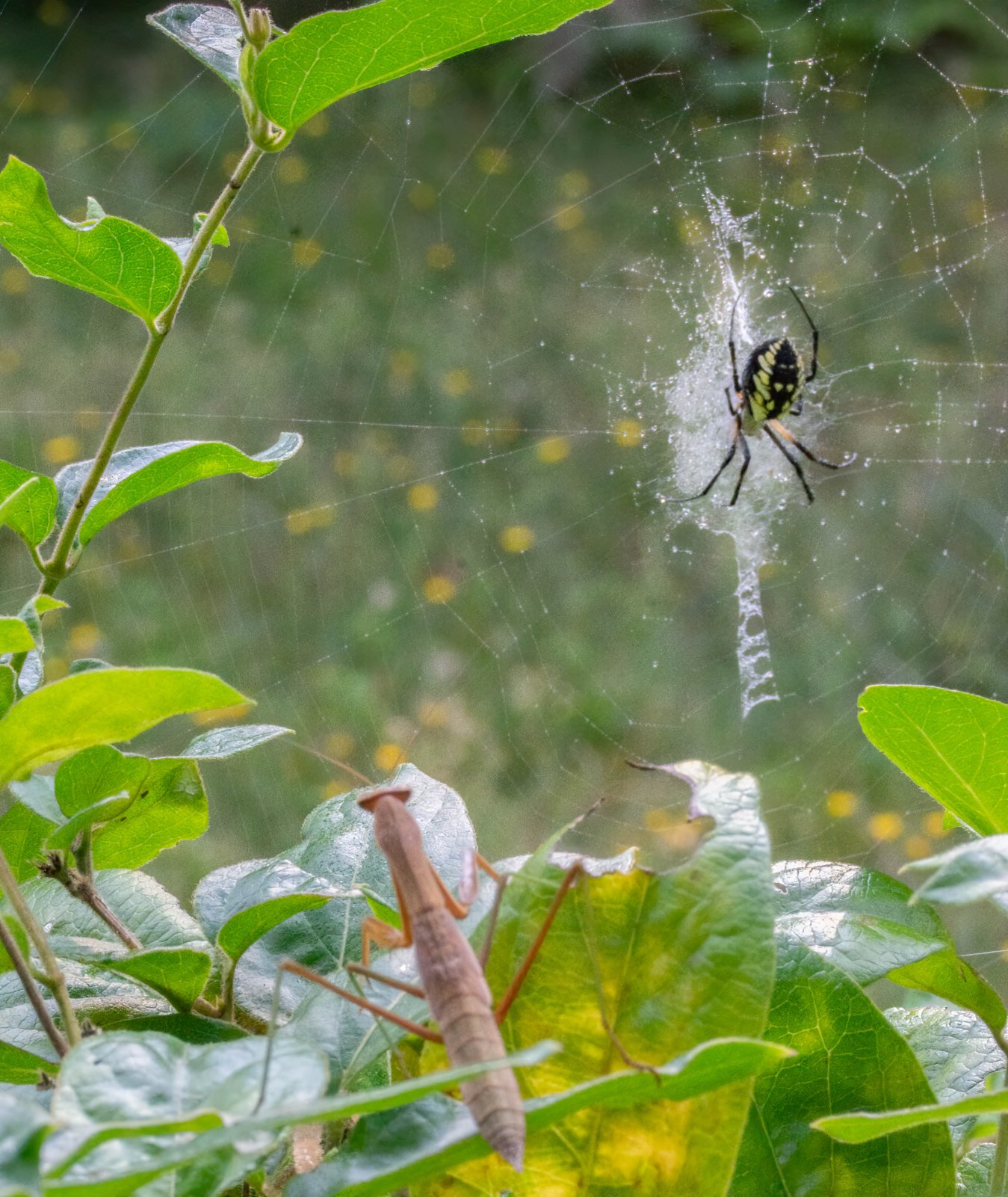 Praying Mantis and Yellow garden spider-1.jpg