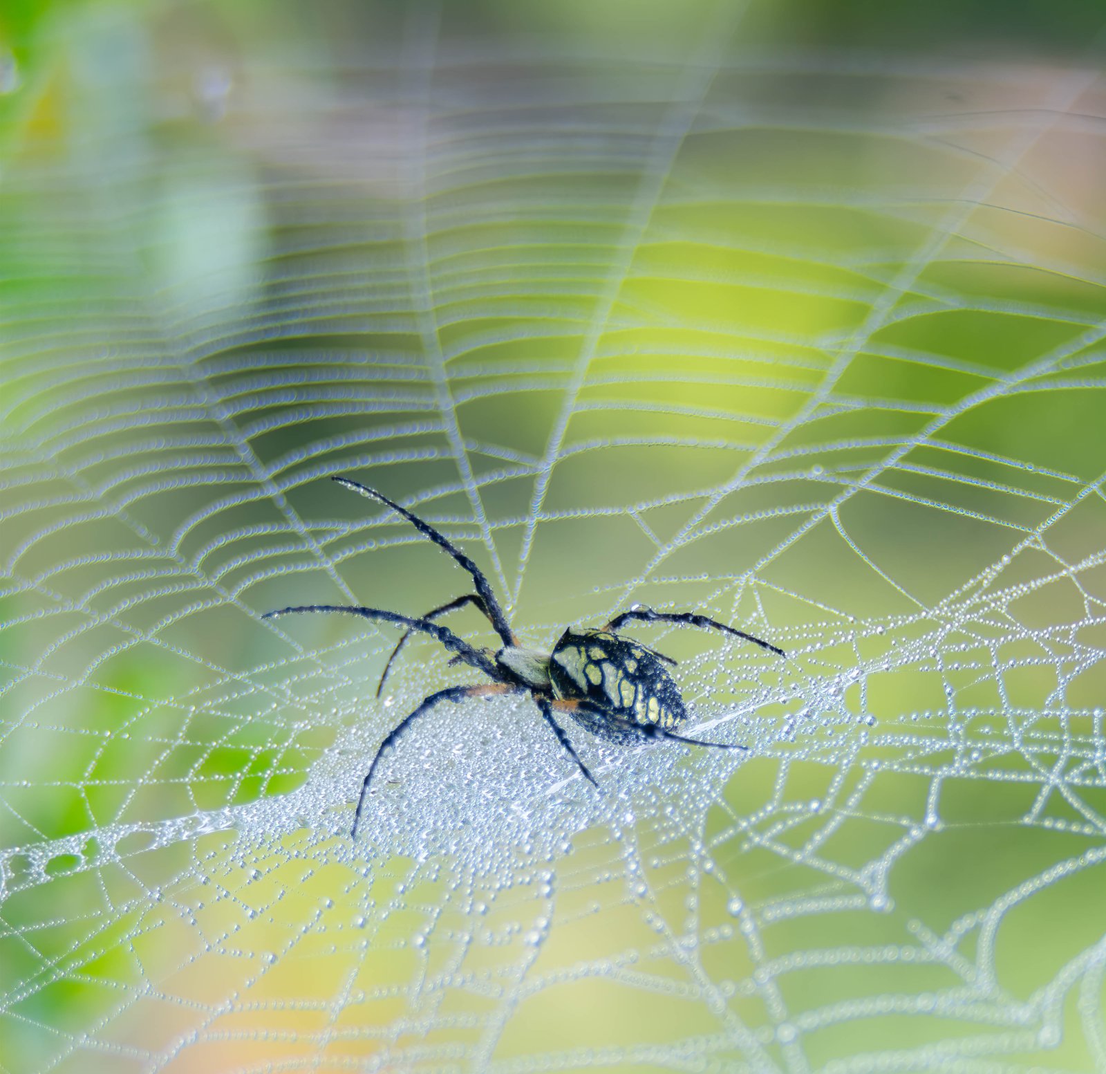 Praying Mantis and Yellow garden spider-4.jpg