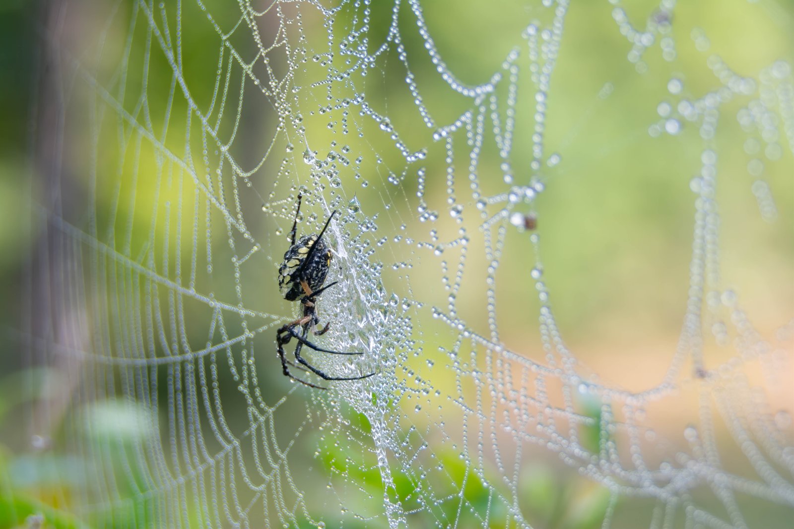 Praying Mantis and Yellow garden spider-5.jpg