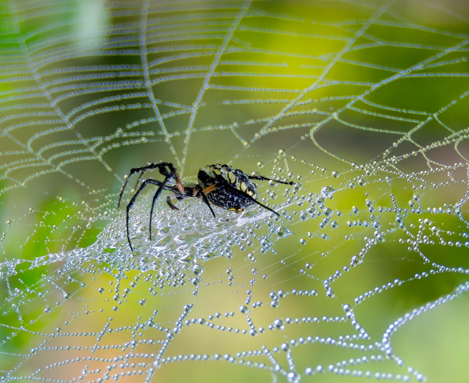 Praying Mantis and Yellow garden spider-6.jpg