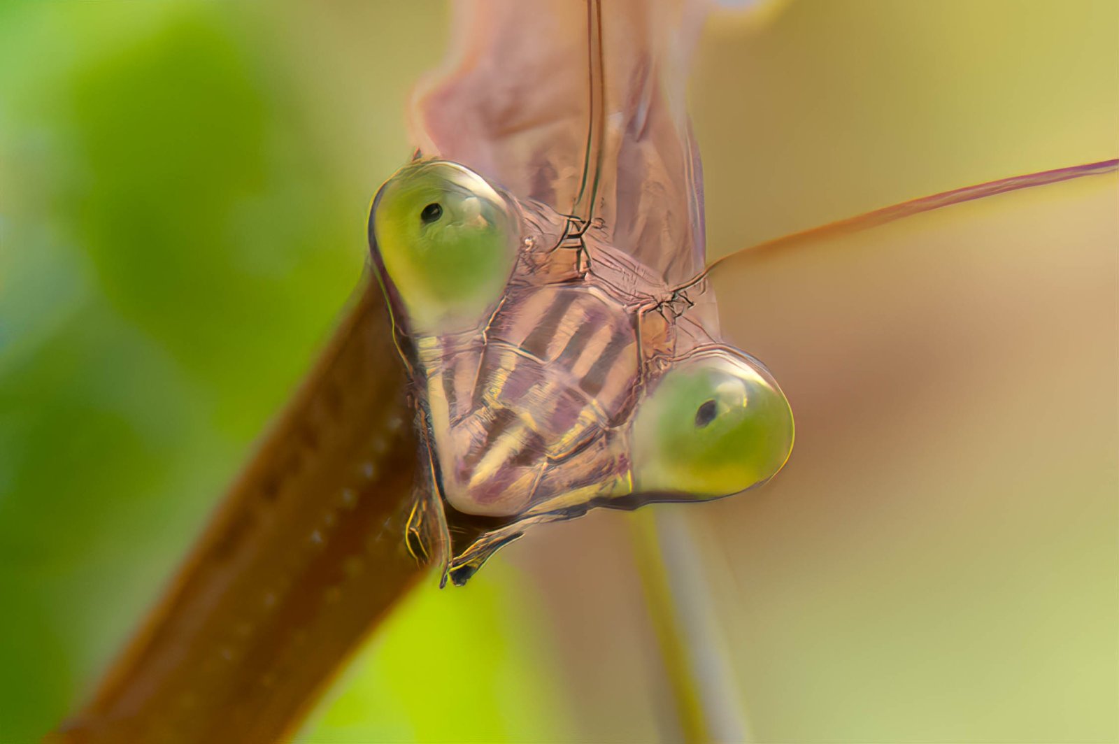 Praying mantis begs for food-1.jpg