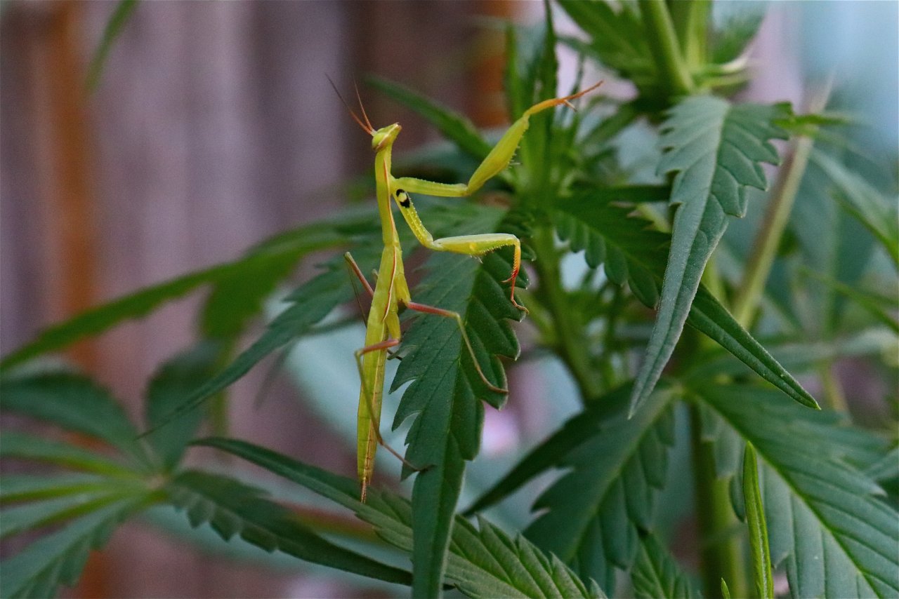 Praying Mantis Climbing Cannabis Leaf