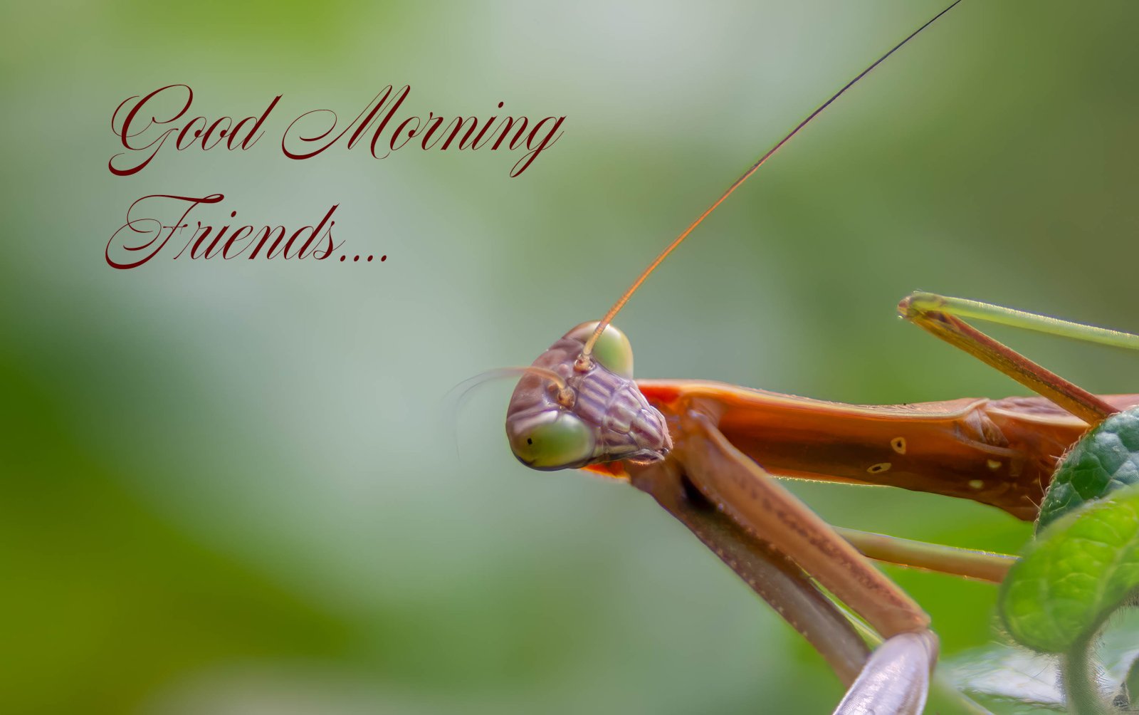 Praying Mantis Good Morning-1.jpg