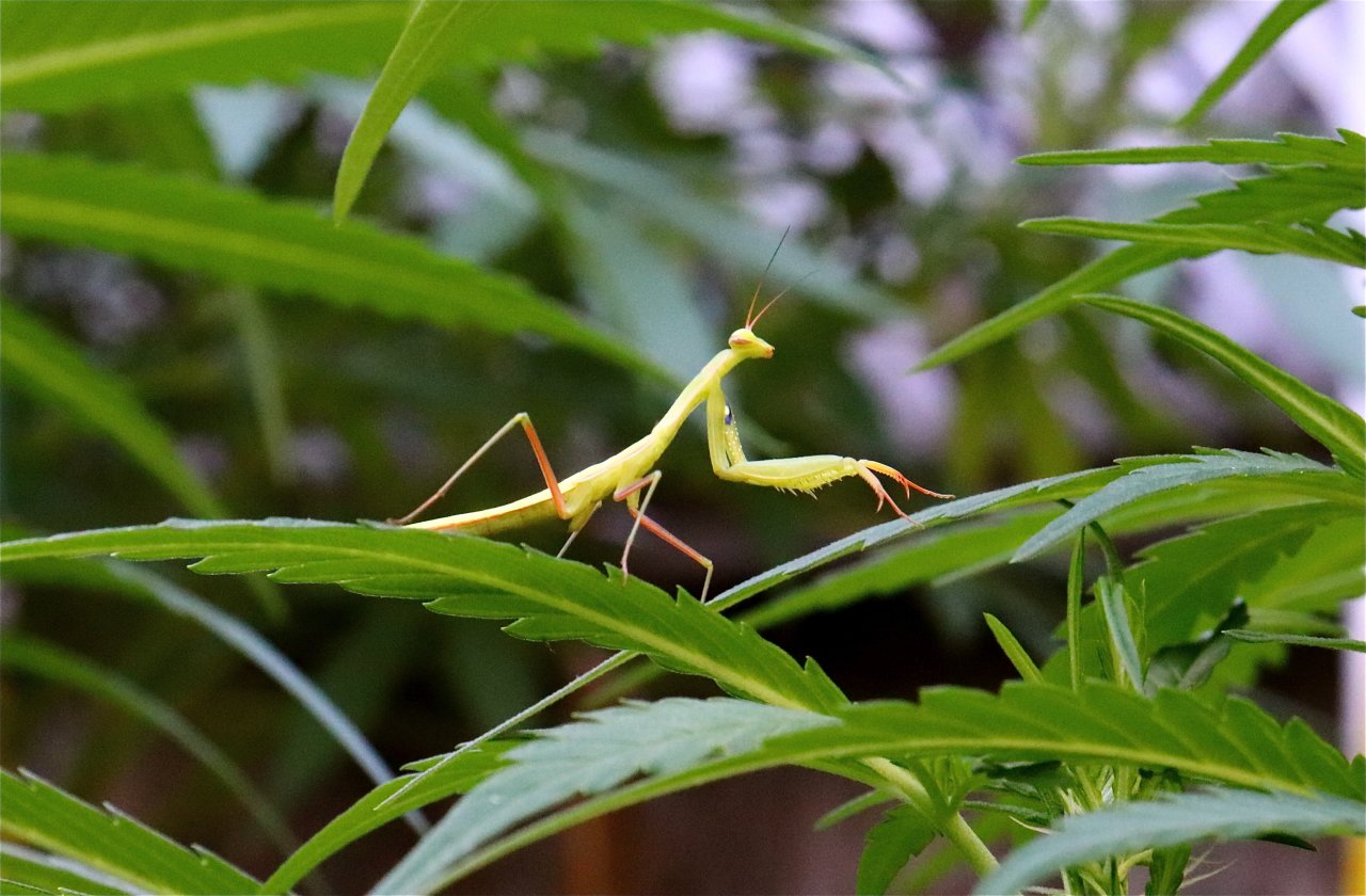 Praying Mantis Hanging Out on Cannabis Leaf