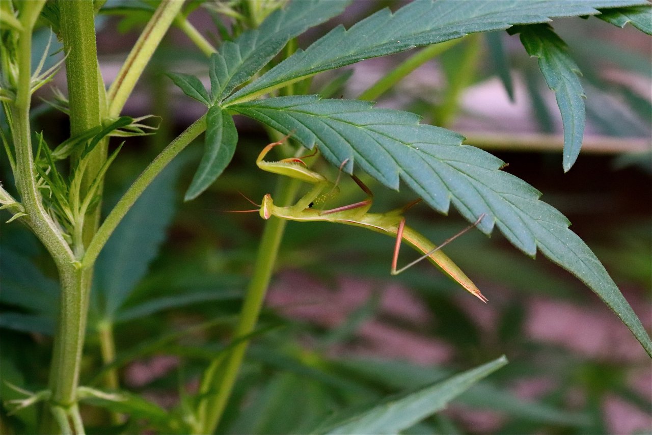 Praying Mantis Hanging Out under Cannabis Leaf