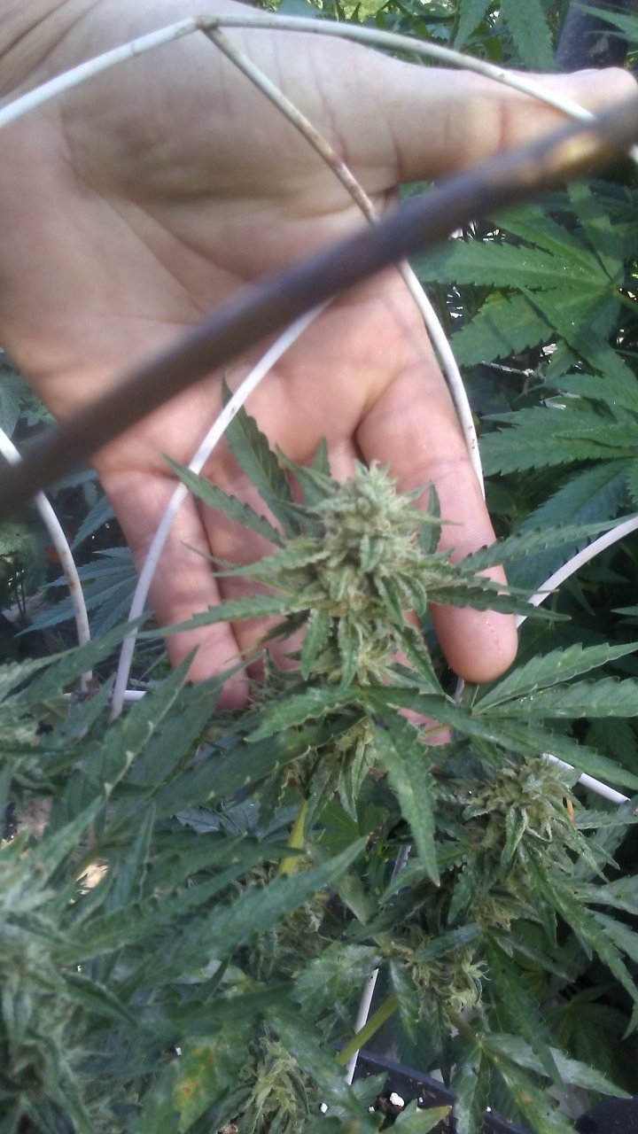 Pre bud start pic 005.jpg