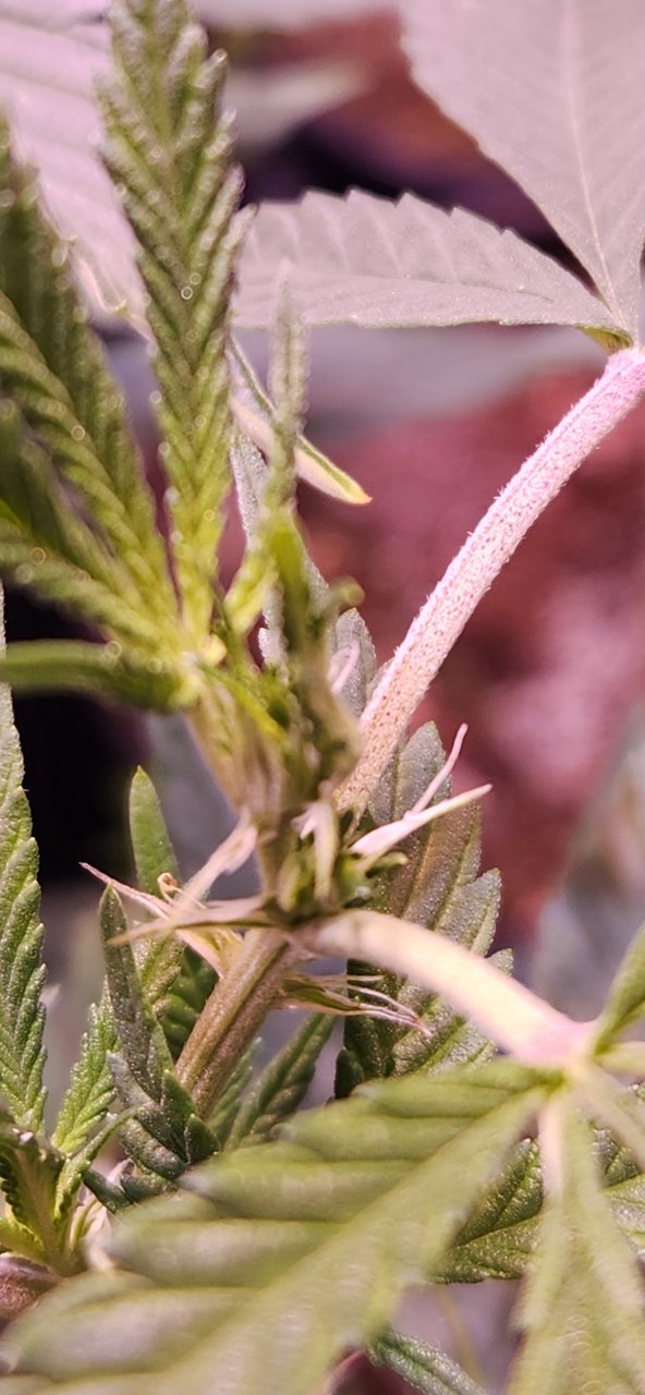 Pre-Flower @ 1Wk 1Day