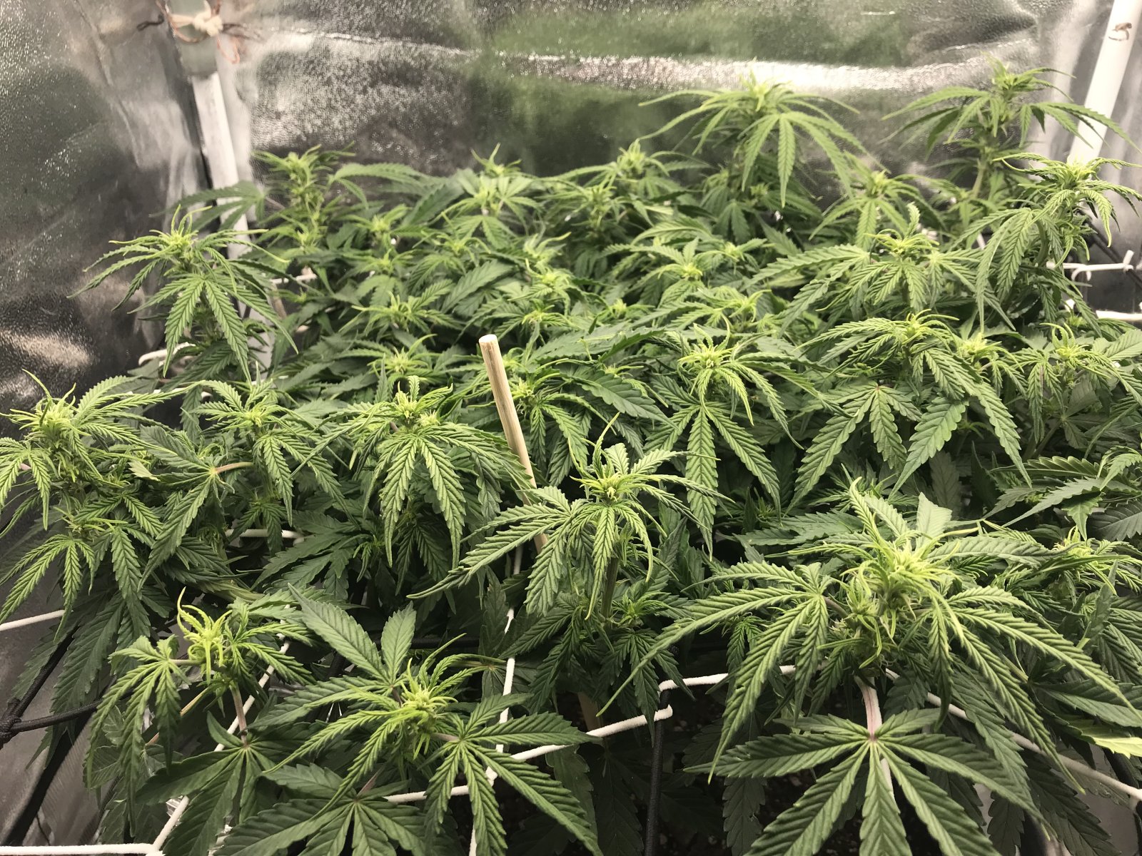 pre-flower SCROG3.JPG