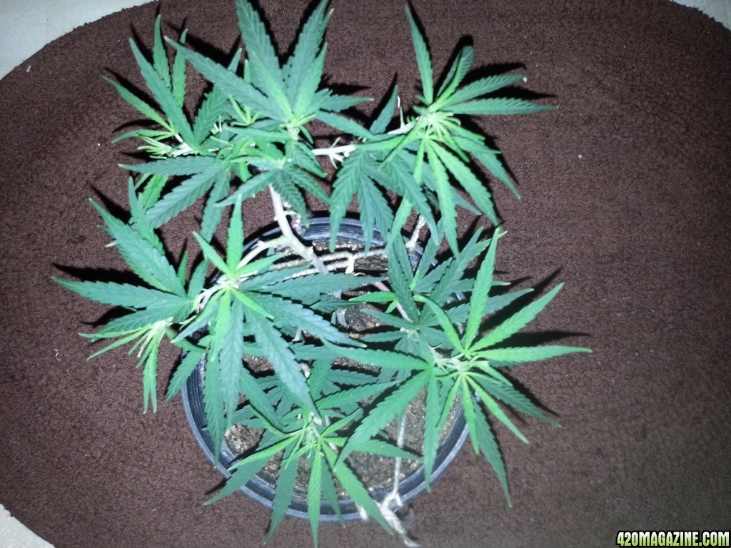 pre-flower transplant