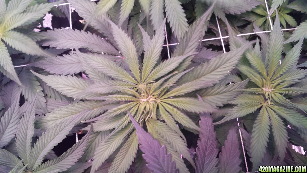 Pre flower?