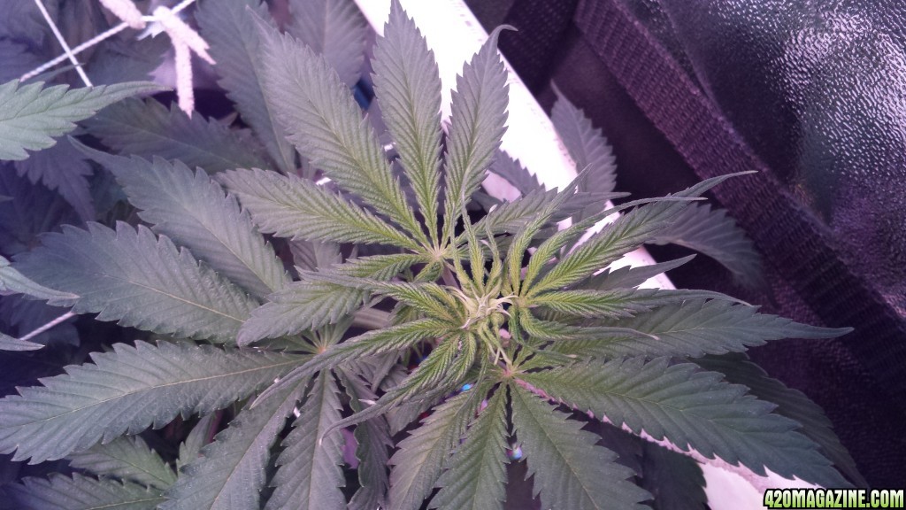 pre flower?